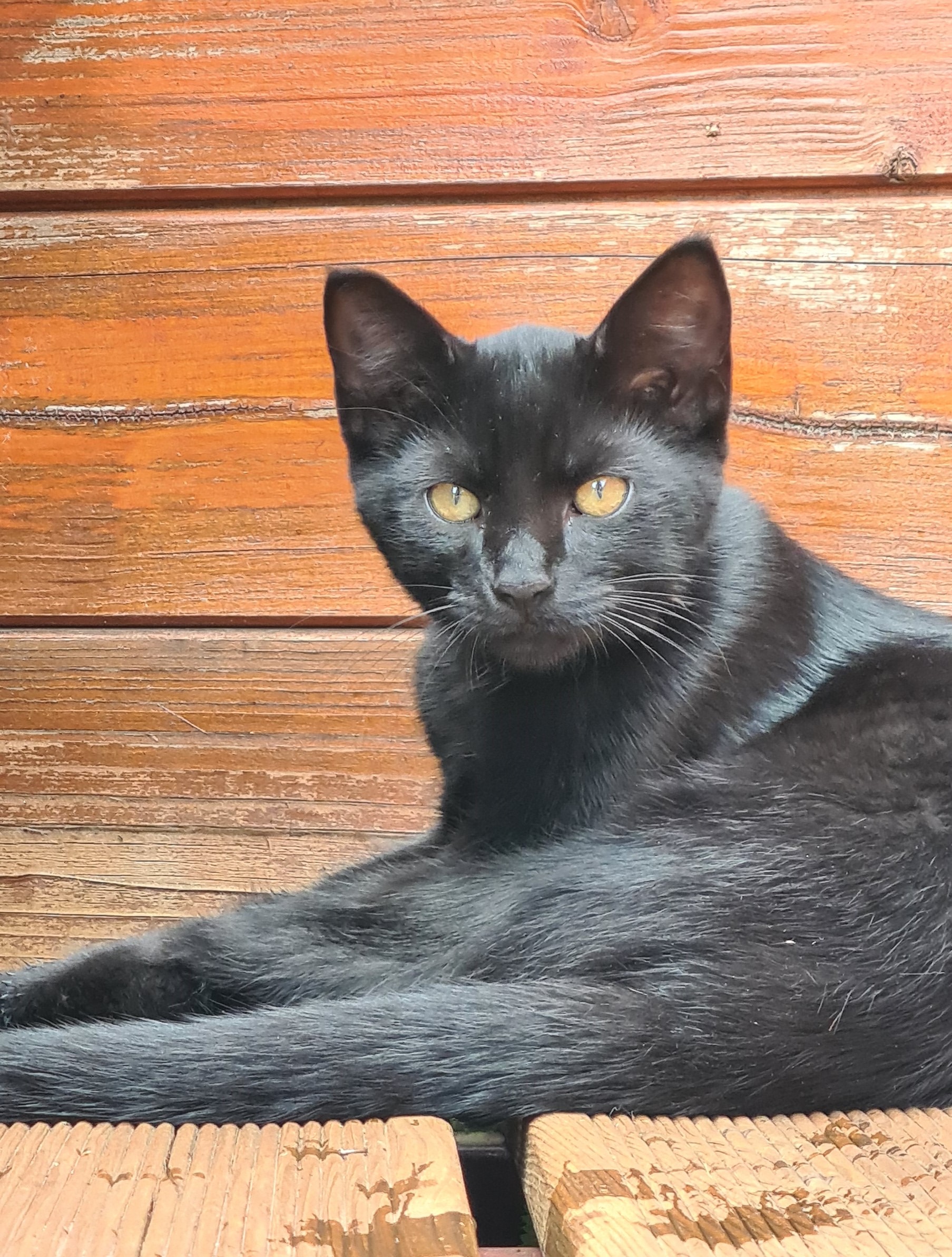 Krmivo pro všechna KOČIČÍ PLEMENA